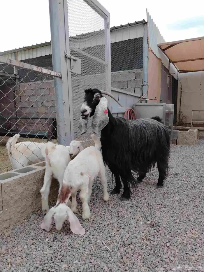 عنز عارضيه صنف فاخره تم البيع تم البيع 7