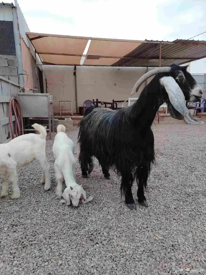 عنز عارضيه صنف فاخره تم البيع تم البيع 13