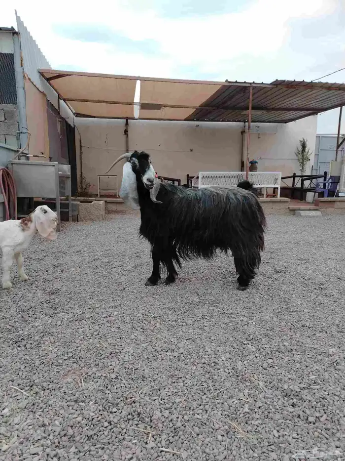 عنز عارضيه صنف فاخره تم البيع تم البيع 4