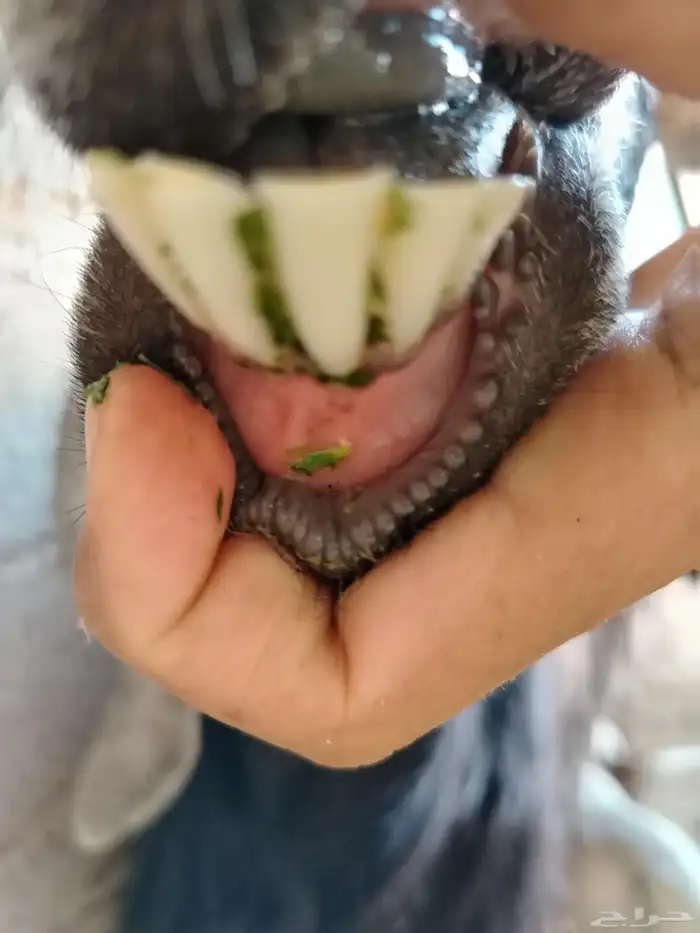 عنز عارضيه صنف فاخره تم البيع تم البيع 16