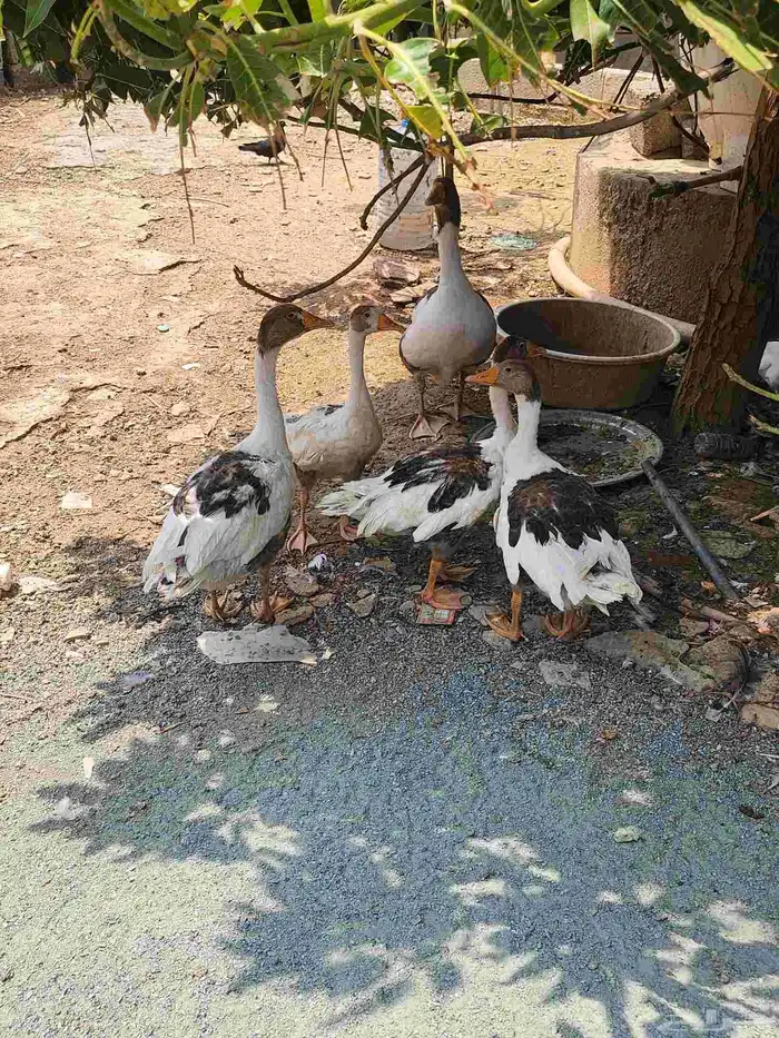 أنثى وز وعيالها 4 0