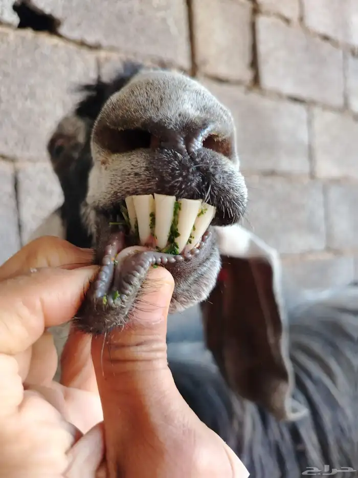 عنز عارضيه صنف فاخره تم البيع تم البيع 15