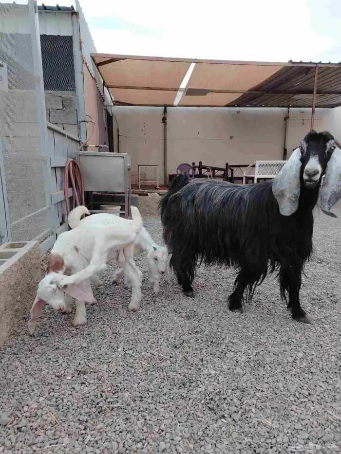 عنز عارضيه صنف فاخره تم البيع تم البيع 5