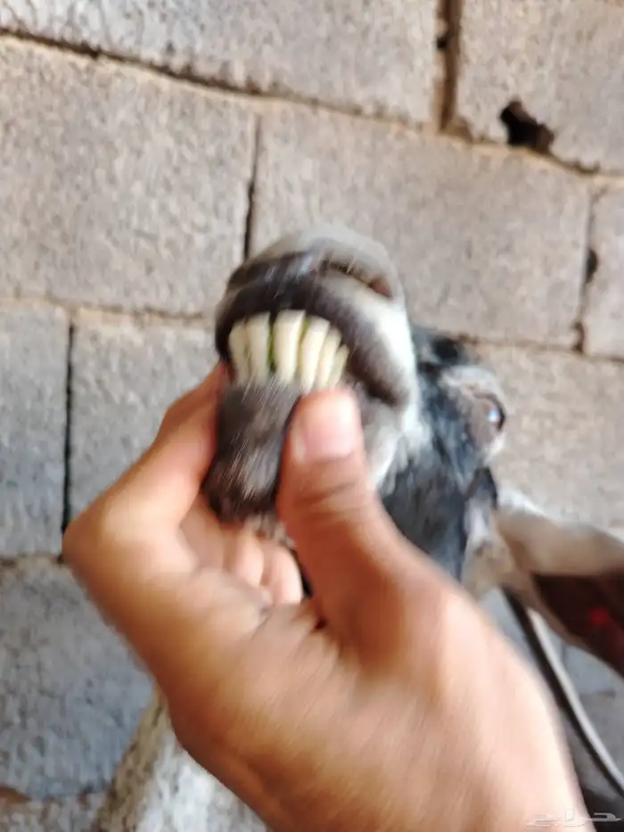 عنز عارضيه صنف فاخره تم البيع تم البيع 17