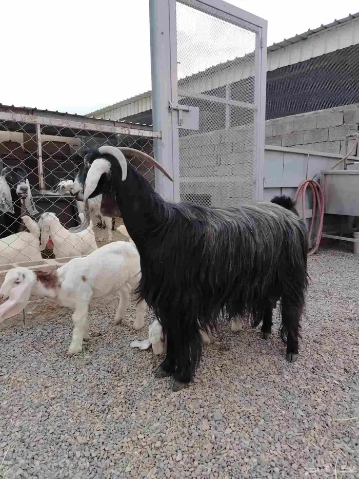 عنز عارضيه صنف فاخره تم البيع تم البيع 9