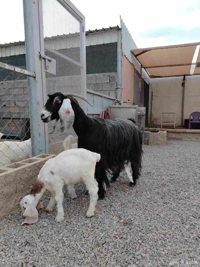 عنز عارضيه صنف فاخره تم البيع تم البيع 6