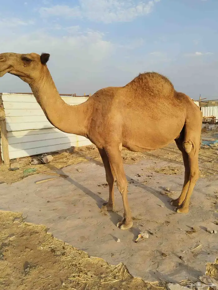 ناقتين شعل للبيع 2
