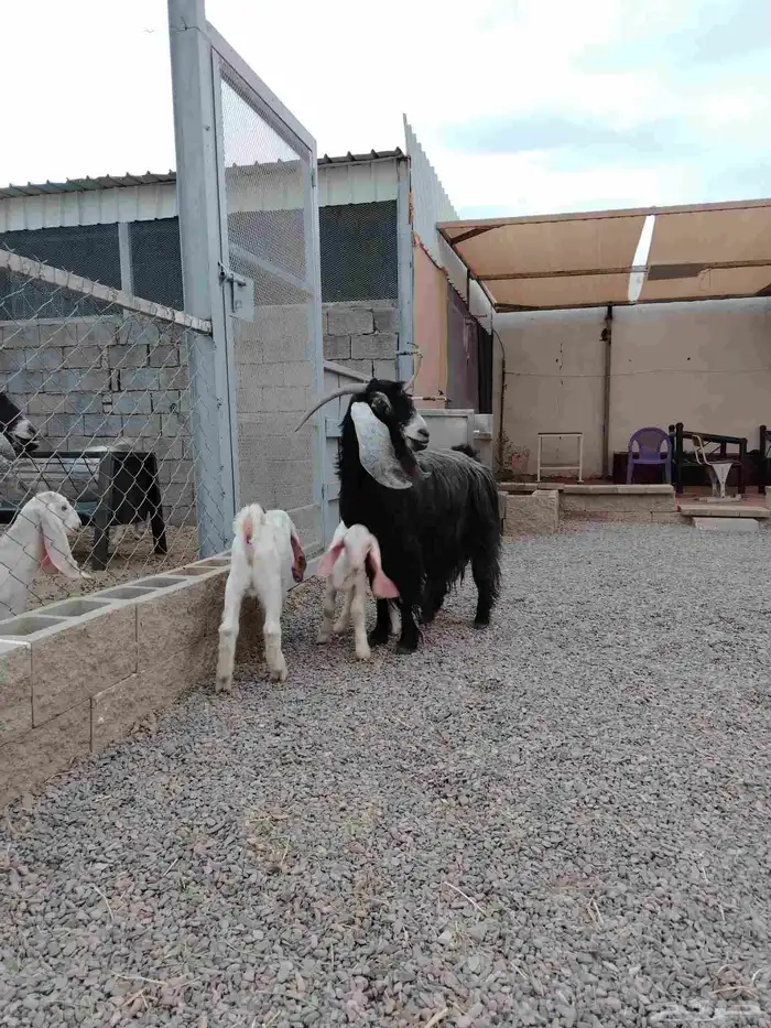 عنز عارضيه صنف فاخره تم البيع تم البيع 2