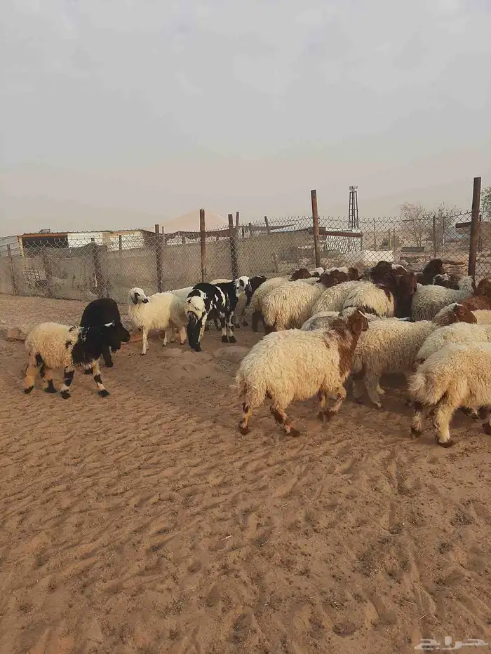 بهم نعيم ذبايح طيبه 11