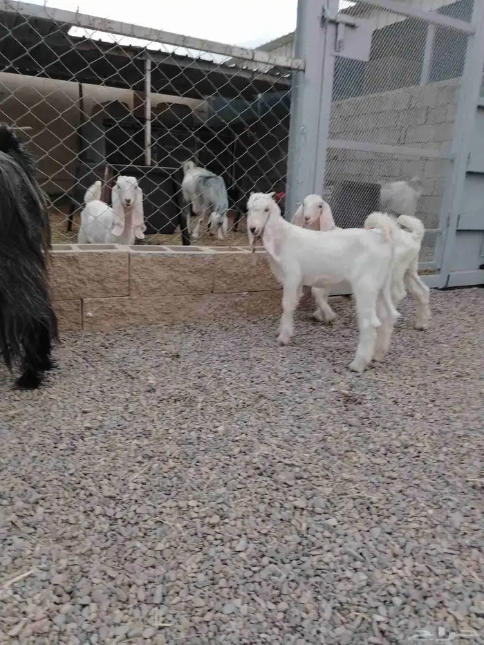 عنز عارضيه صنف فاخره تم البيع تم البيع 1