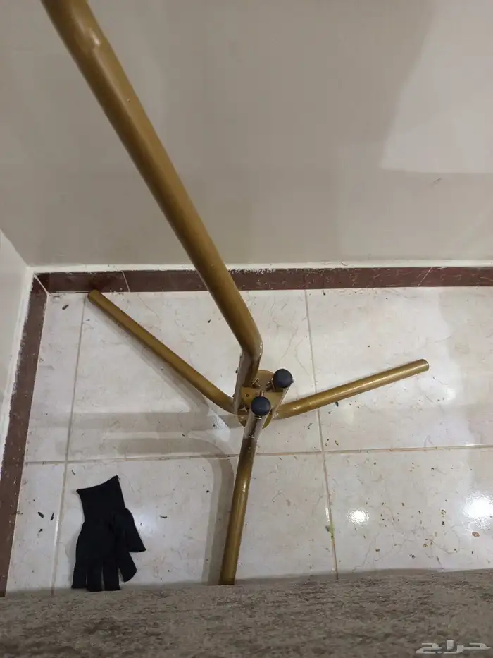 عصفور فيشر لاتينو بسعر مغري 6