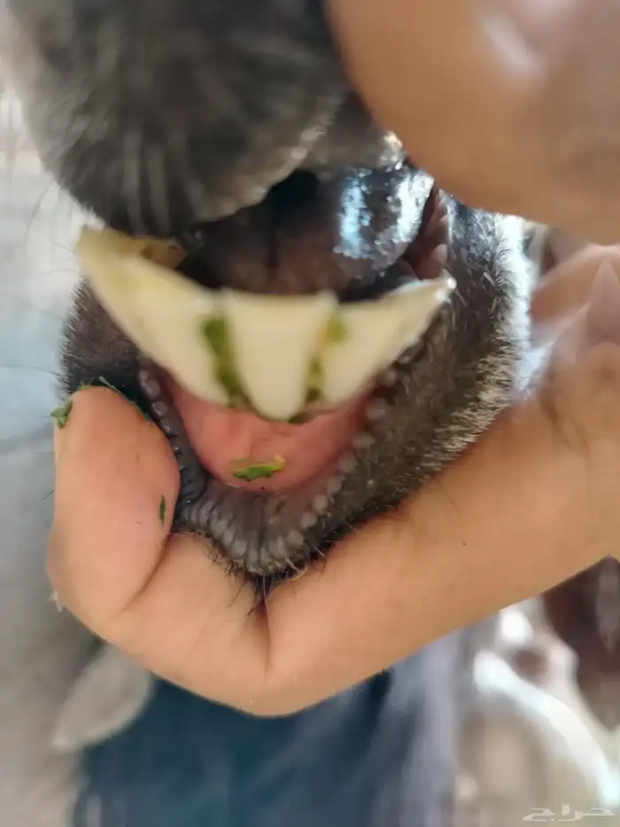 عنز عارضيه صنف فاخره تم البيع تم البيع 19