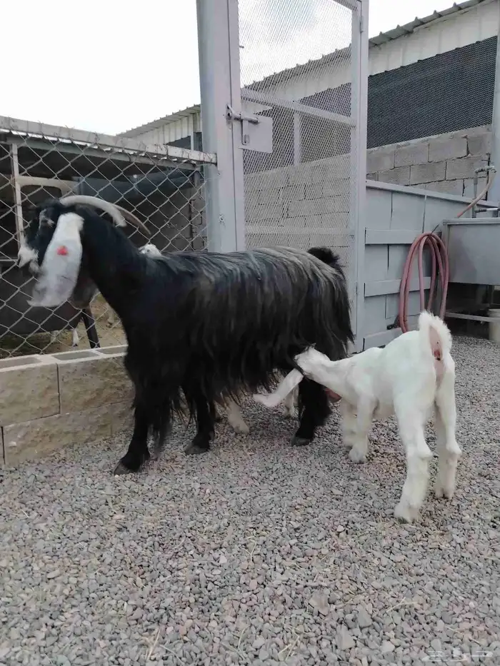 عنز عارضيه صنف فاخره تم البيع تم البيع 11