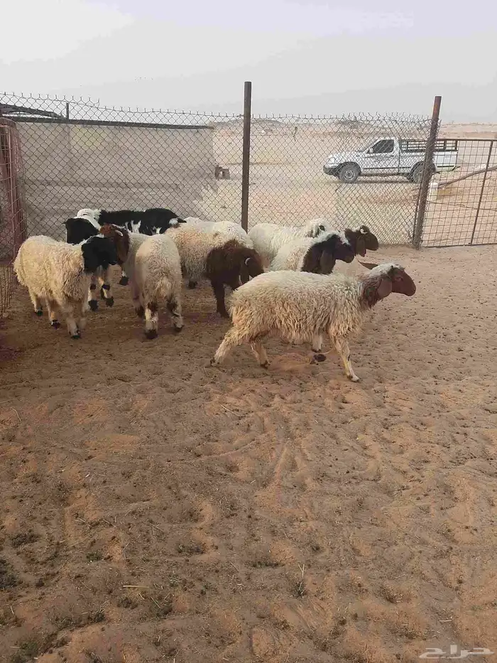 بهم نعيم ذبايح طيبه 15