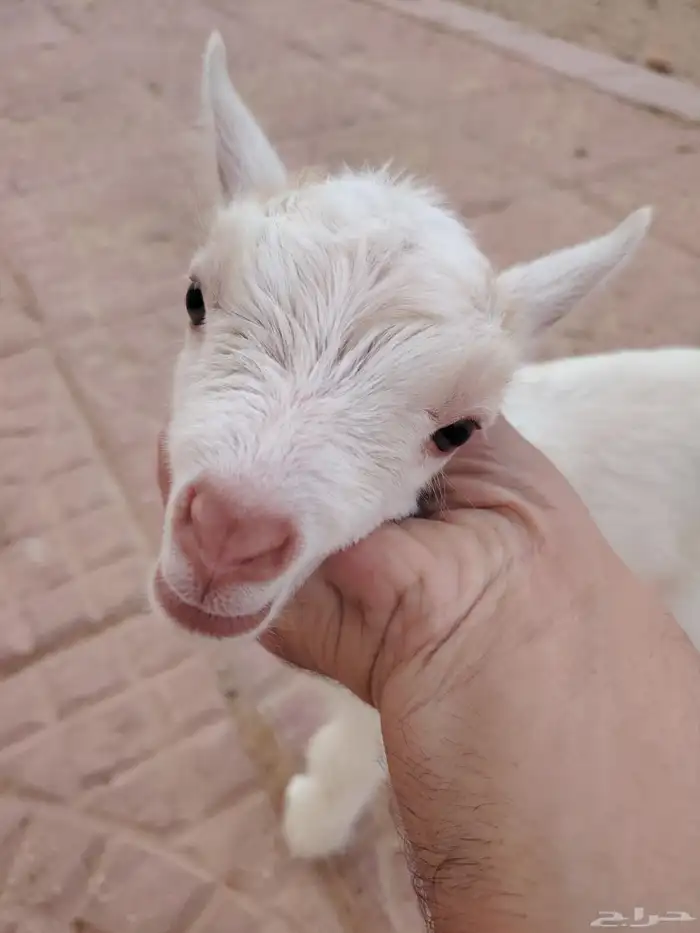 تيس قز ... ماعز قزمي 2