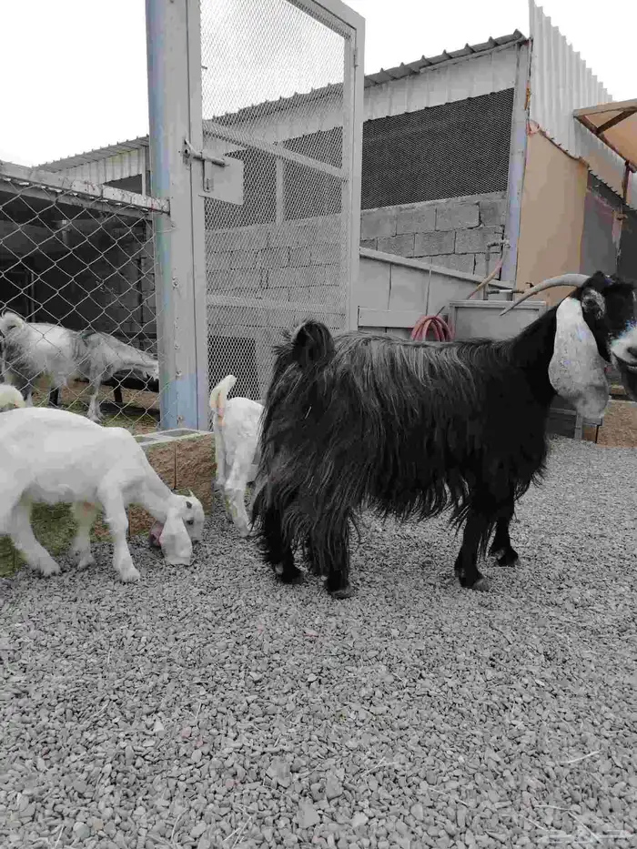 عنز عارضيه صنف فاخره تم البيع تم البيع 10