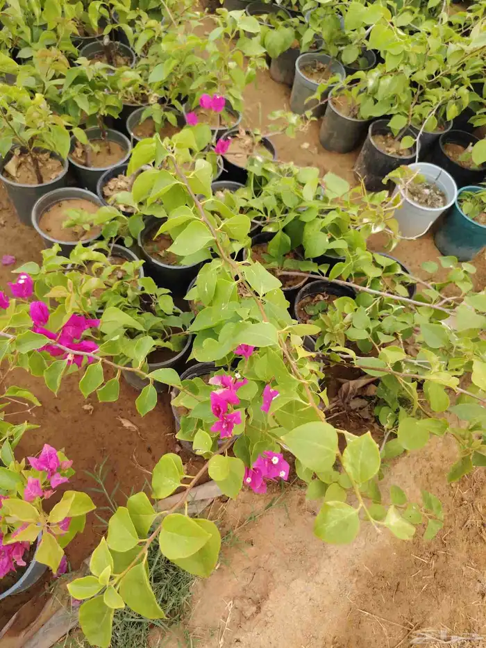 مشاتل الناصريه 1