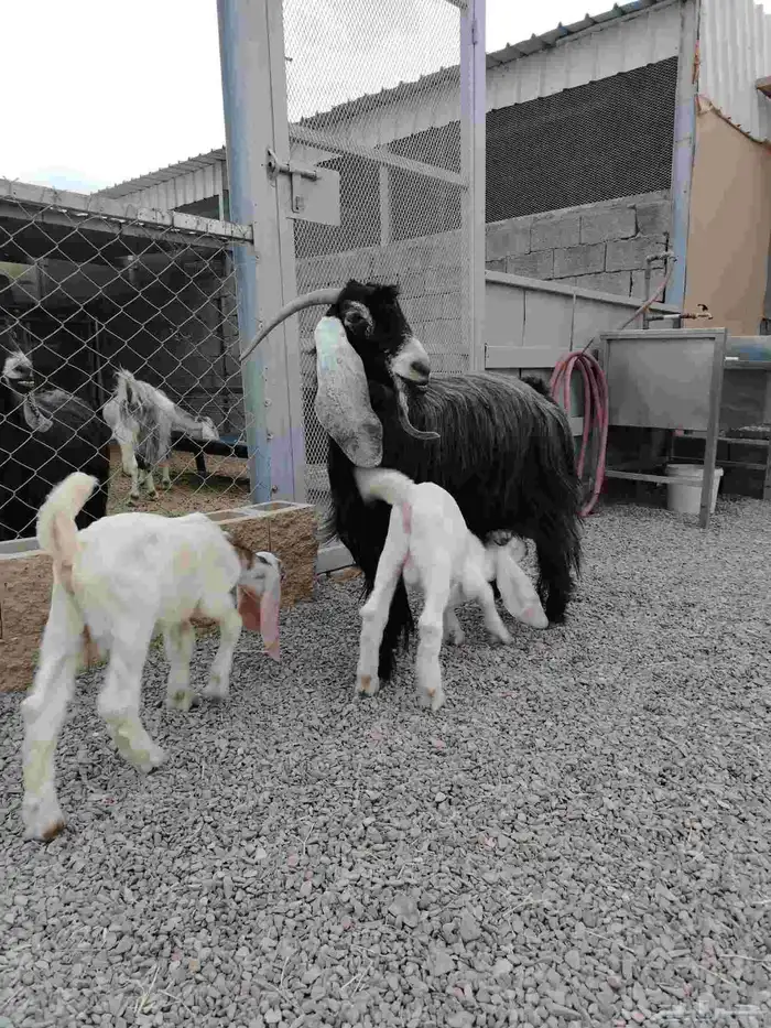 عنز عارضيه صنف فاخره تم البيع تم البيع 12