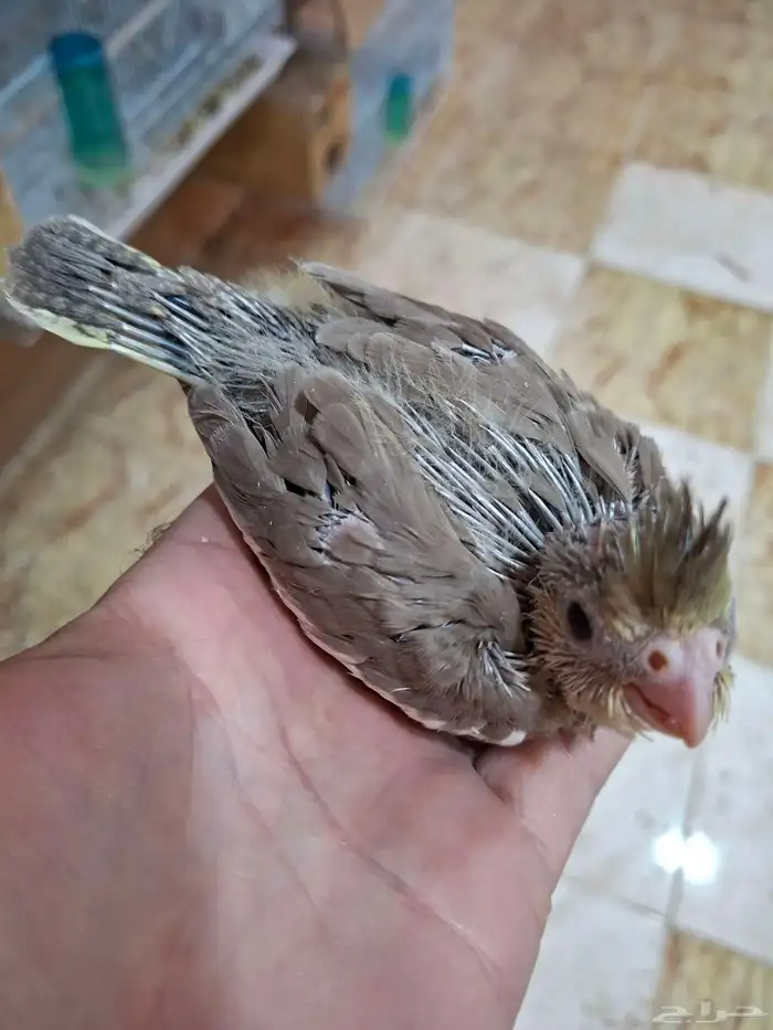 فرخ كروان لاتينو ( تم البيع ) 1