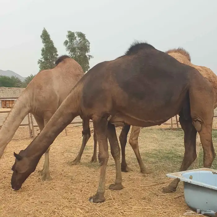 نياق للبيع 7