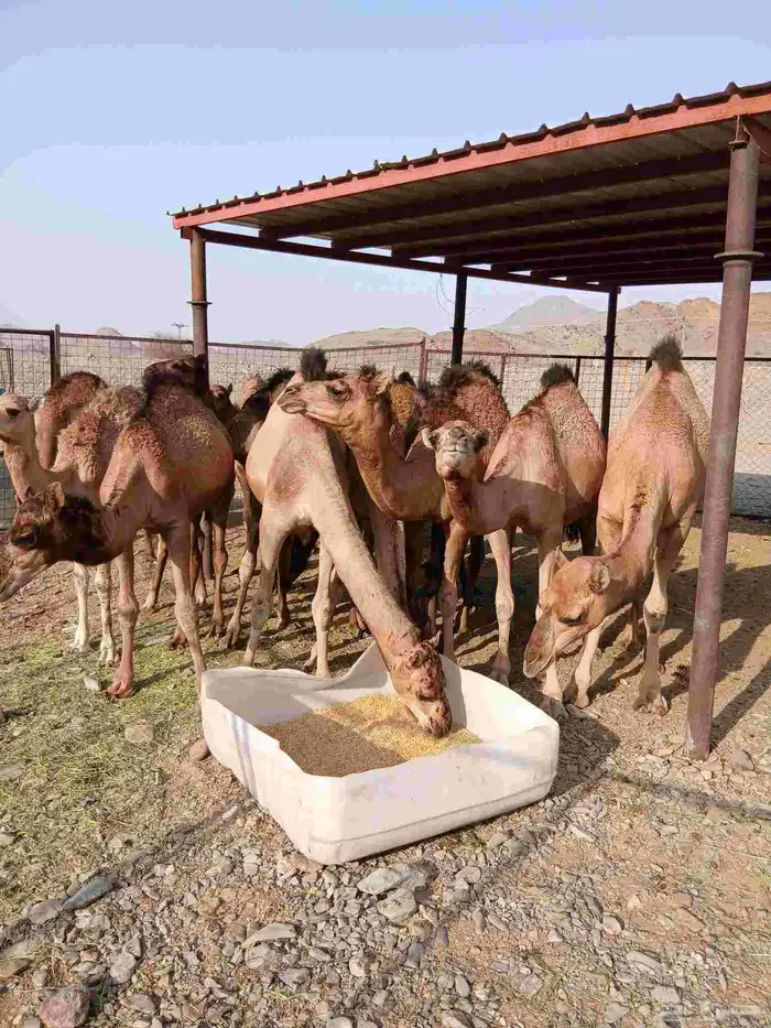 قعدان وبكار 1