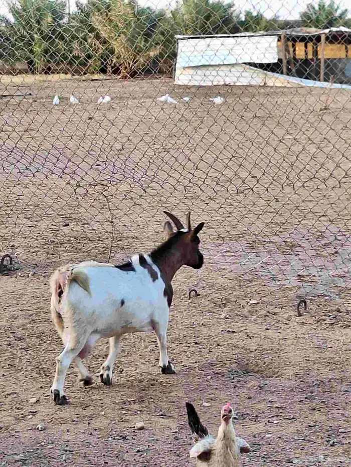 ماعز قزمي اتشيكي امريكي 0