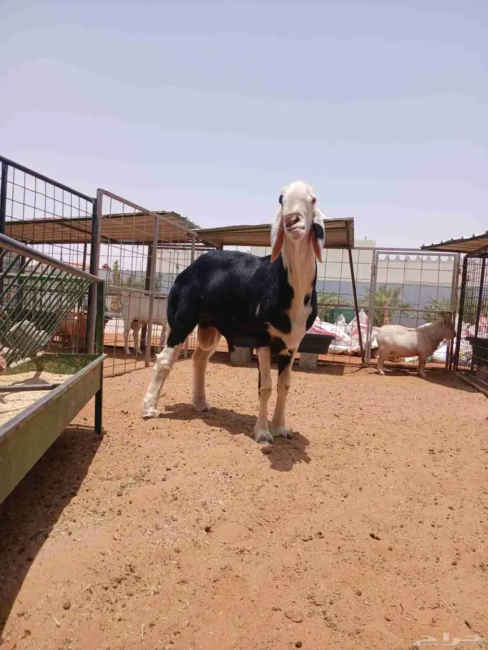 فحل نجدي صنف 1