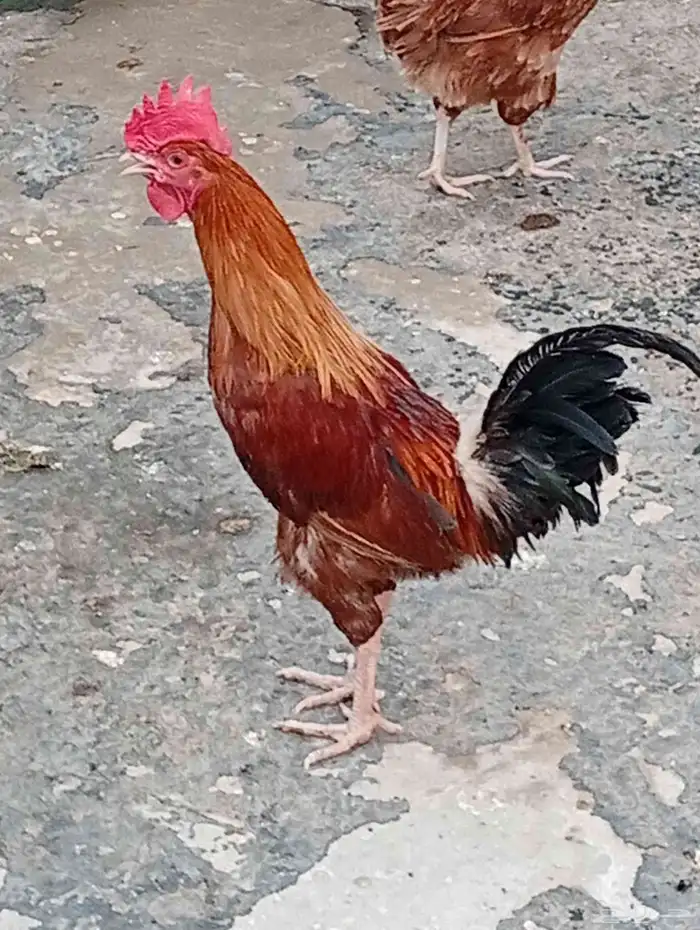 ديك للبيع 4