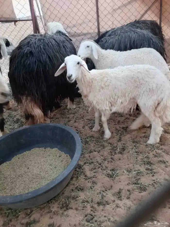غنم نجد مضاريع العدد 5 رخلين حري جذعات للبيع الموقع تيماء 2