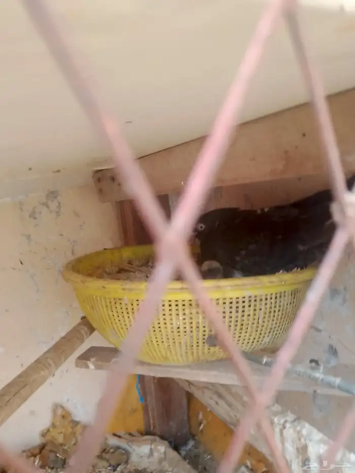 حمام هندي 3