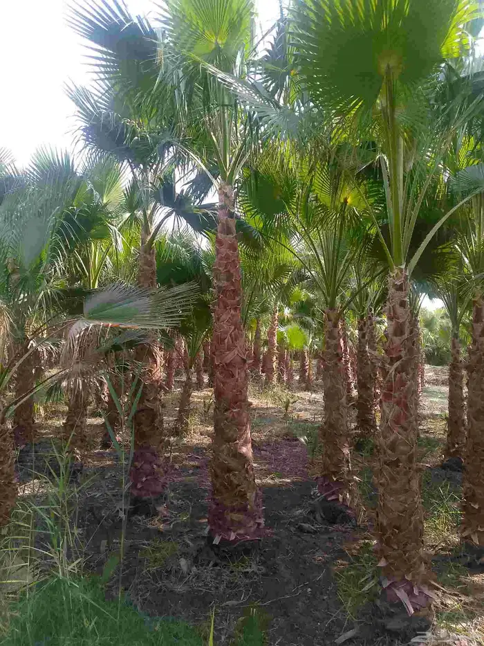 نخيل واشنطني 3