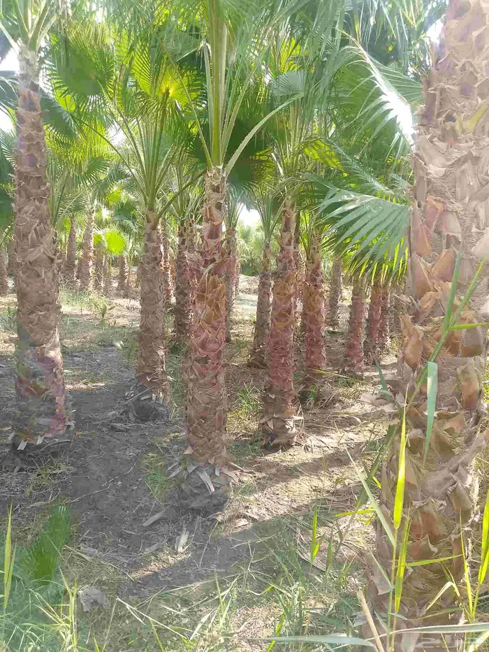 نخيل واشنطني 2