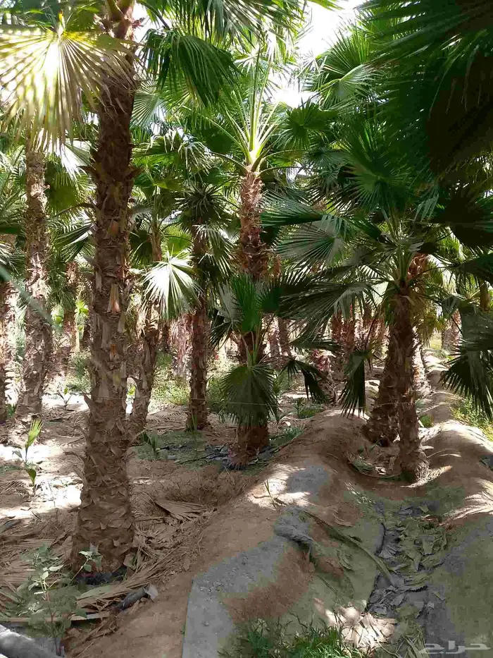 نخيل واشنطني 1