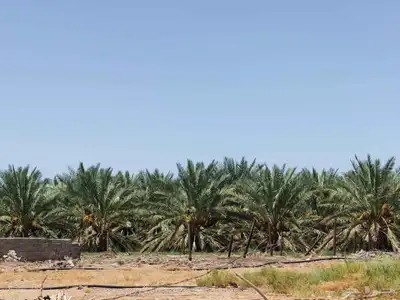 مزرعة للبيع بالمليليح المليليح عجوه صفاوي index