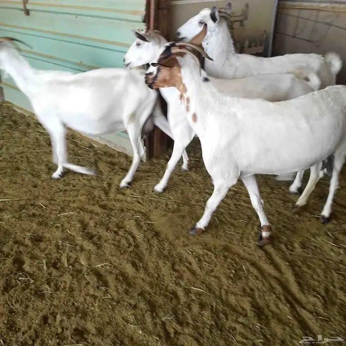 اعرض لكم 4 معزه بشيات دفيع شرط الشيء الطيب 0