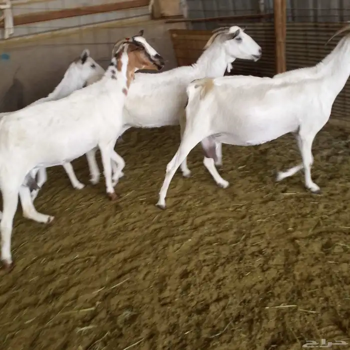 اعرض لكم 4 معزه بشيات دفيع شرط الشيء الطيب 1