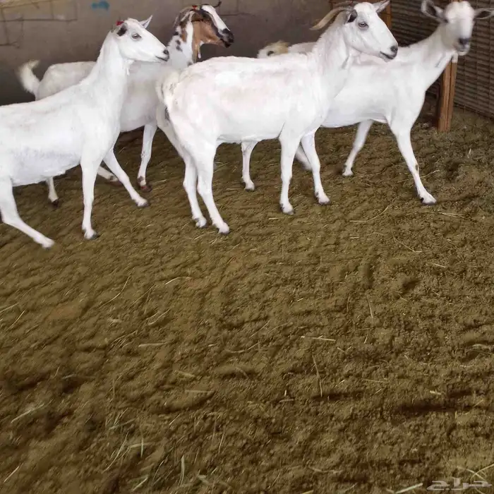 اعرض لكم 4 معزه بشيات دفيع شرط الشيء الطيب 9