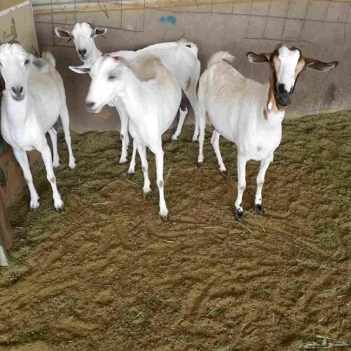 اعرض لكم 4 معزه بشيات دفيع شرط الشيء الطيب 4