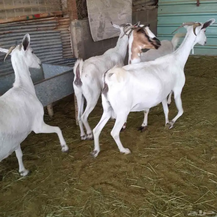 اعرض لكم 4 معزه بشيات دفيع شرط الشيء الطيب 2