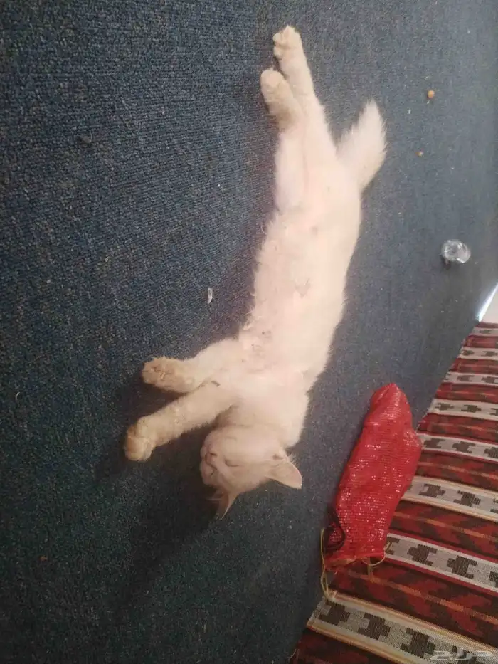 ملكه جمال القطط معروضه للبيع 0