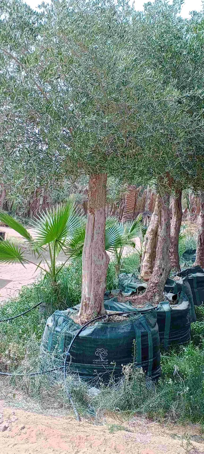 اشجار زيتون معمره فخمه ساق وحد 3