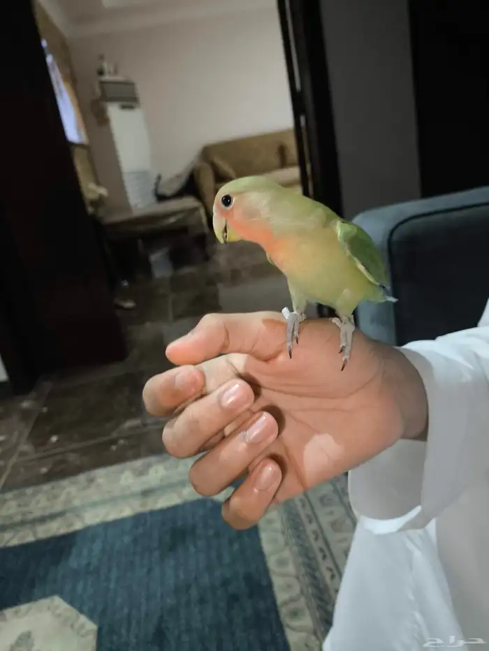 ببغاء روز هدد 0