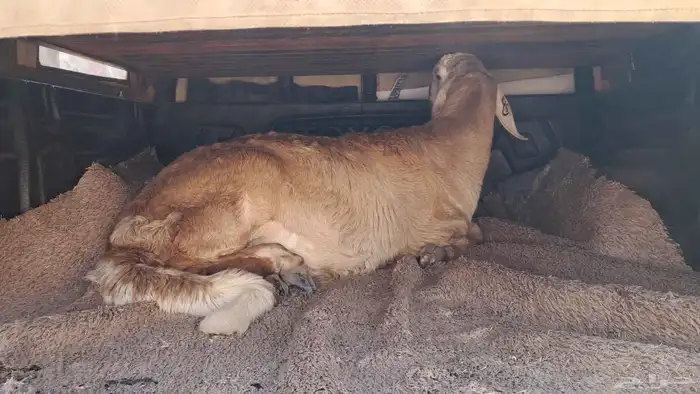 موصل حلال 2