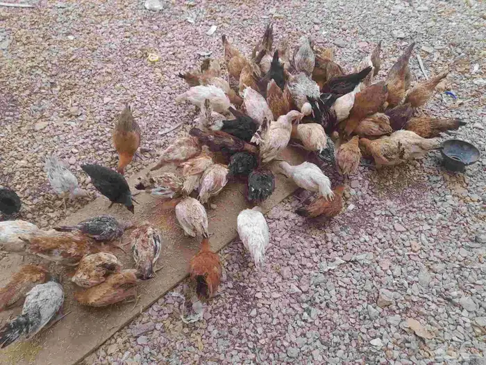 دجاج بلدي عمر 3 شهور واسبوعين العدد حول 60 الحبه من 10 ريال 1