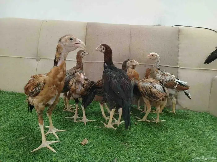 فروخ دجاج باكستاني سندي 0