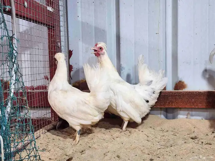 دجاج حباحب 0