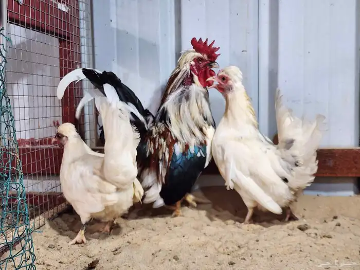 دجاج حباحب 2
