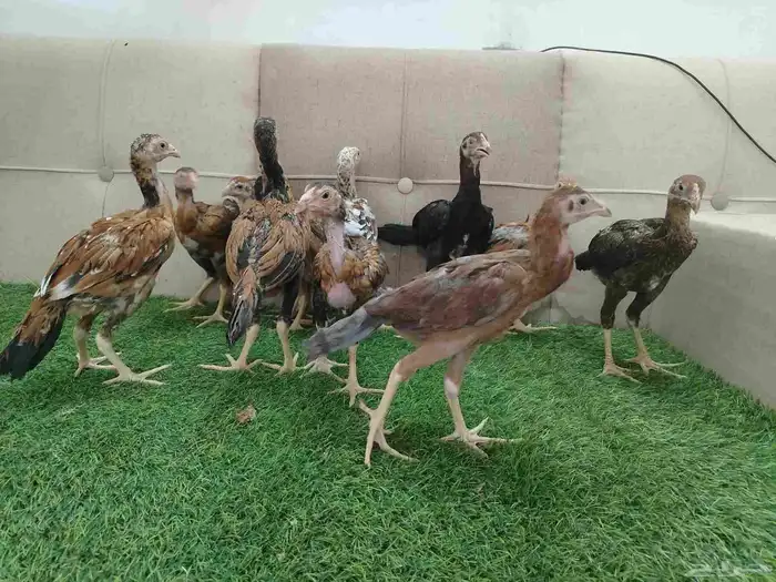 فروخ دجاج باكستاني سندي 1