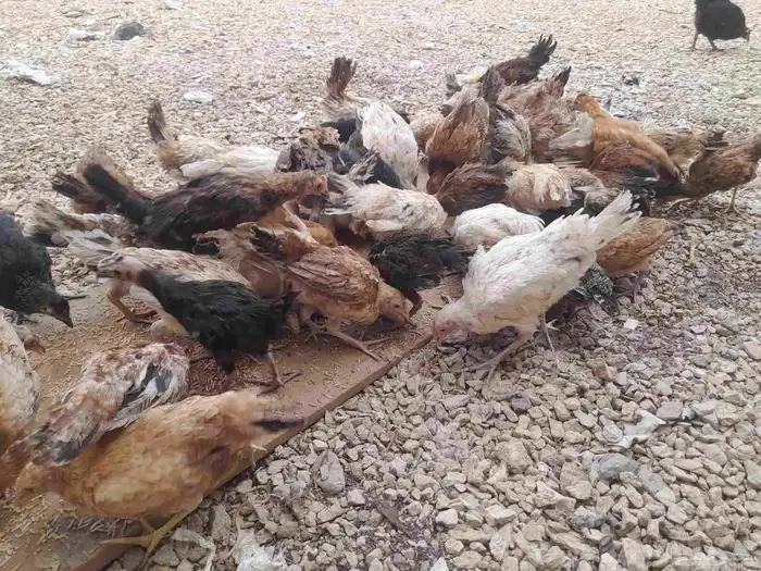 دجاج بلدي عمر 3 شهور واسبوعين العدد حول 60 الحبه من 10 ريال 0