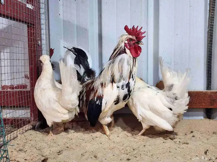 دجاج حباحب 1